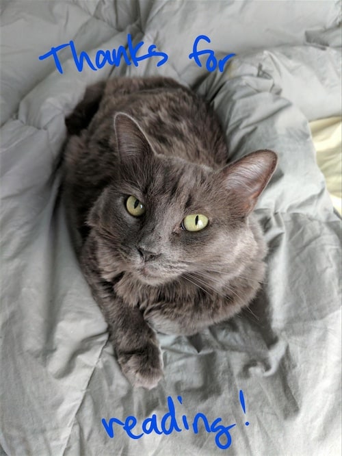 An annotated photograph of a grey cat lying on a lighter grey blanket that says thanks for reading.